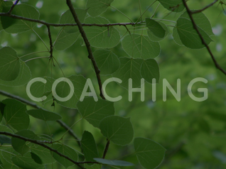Executive Coaching